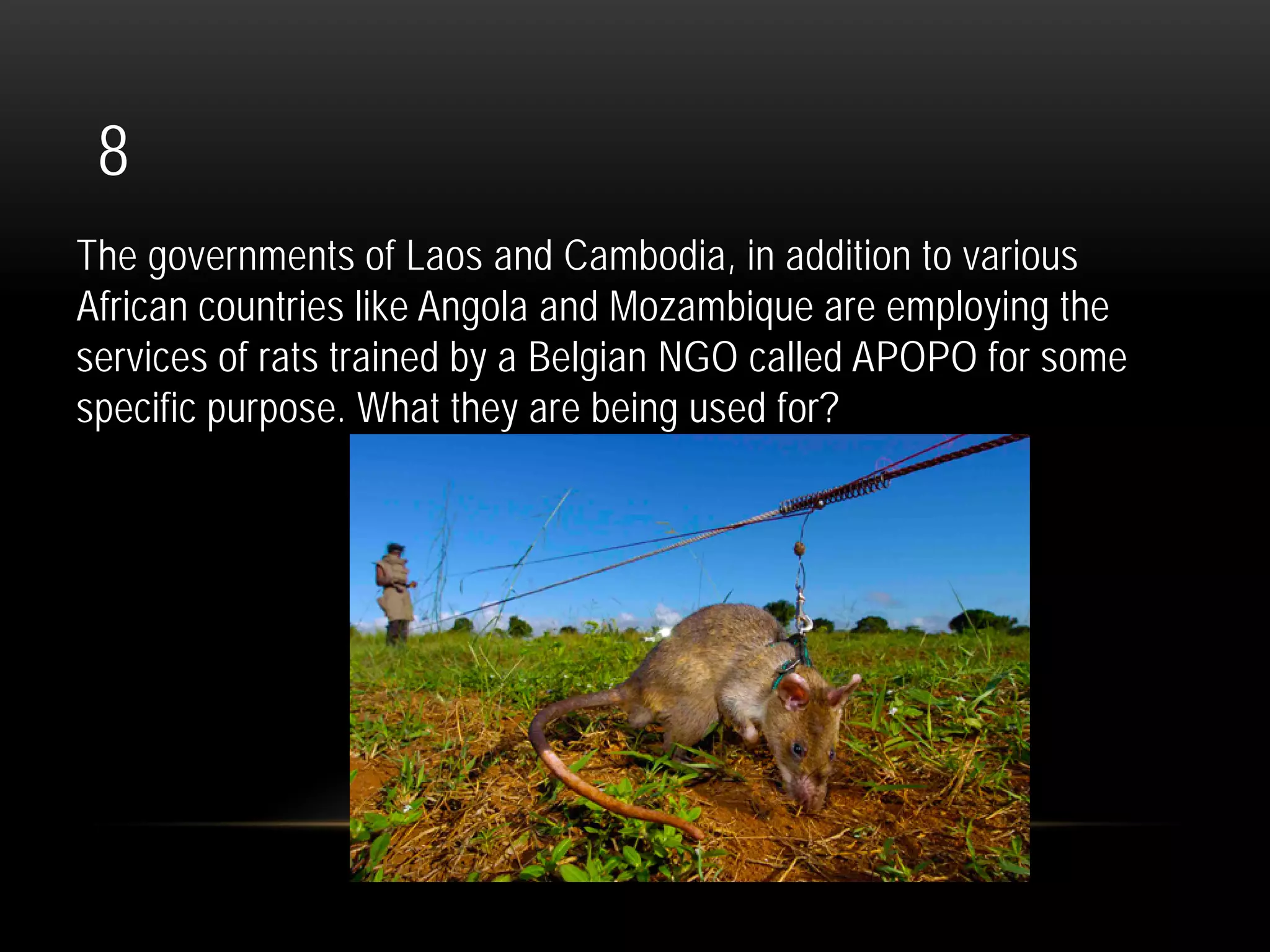 8
The governments of Laos and Cambodia, in addition to various
African countries like Angola and Mozambique are employing the
services of rats trained by a Belgian NGO called APOPO for some
specific purpose. What they are being used for?
 
