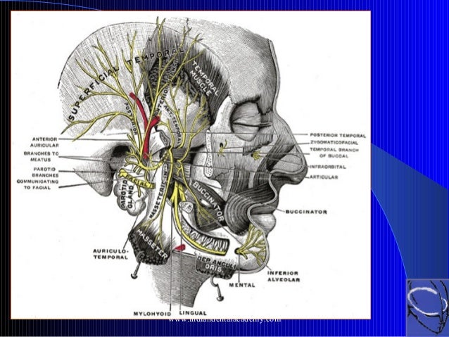 The cranial nerve v/certified fixed orthodontic courses by Indian den…