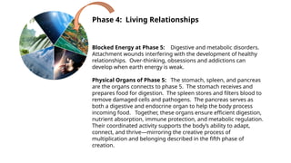 Phase 4: Living Relationships
Blocked Energy at Phase 5: Digestive and metabolic disorders.
Attachment wounds interfering with the development of healthy
relationships. Over-thinking, obsessions and addictions can
develop when earth energy is weak.
Physical Organs of Phase 5: The stomach, spleen, and pancreas
are the organs connects to phase 5. The stomach receives and
prepares food for digestion. The spleen stores and filters blood to
remove damaged cells and pathogens. The pancreas serves as
both a digestive and endocrine organ to help the body process
incoming food. Together, these organs ensure efficient digestion,
nutrient absorption, immune protection, and metabolic regulation.
Their coordinated activity supports the body’s ability to adapt,
connect, and thrive—mirroring the creative process of
multiplication and belonging described in the fifth phase of
creation.
 