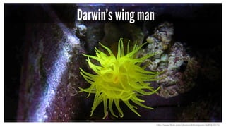 Darwin’s wing man 
http://www.flickr.com/photos/drthompson/3689420515/ 
 