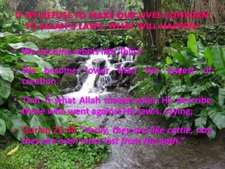 IF WE REFUSE TO MAKE OUR LIVES CONFORM
TO ALLAH’S LAWS, WHAT WILL HAPPEN?
• We become rebels like ‘Ibliss’
• We become lower than the lowest of
creation.
• That is what Allah meant when He describe
those who went against His law’s, saying;
• Qur’an 25:44 “Verily, they are like cattle, nay
they are even most lost from the path.”
 