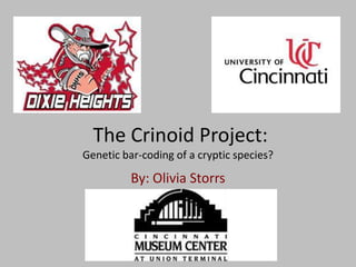 The Crinoid Project:
Genetic bar-coding of a cryptic species?

          By: Olivia Storrs
 