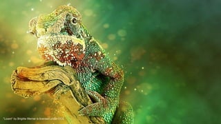 ”Lizard" by Brigitte Werner is licensed under CC0
 