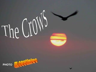 The Crows m.costiniuc PHOTO 