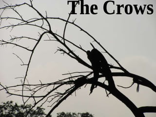The Crows 