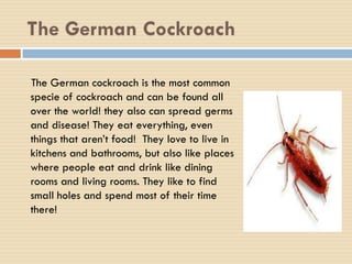 The Crusty Cockroach