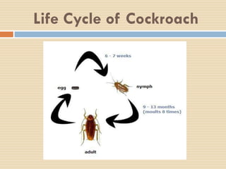 cockroach essay