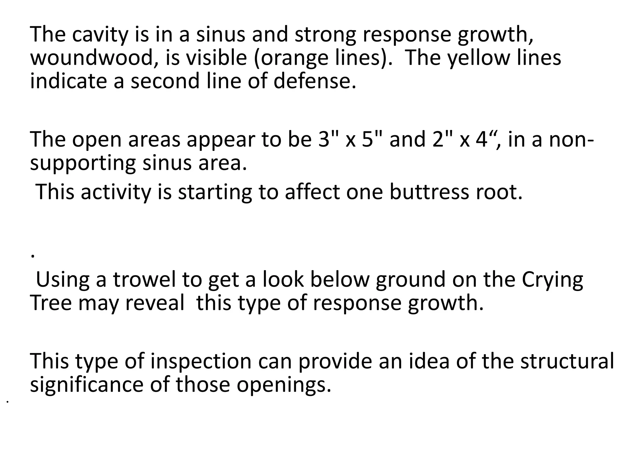 The cavity is in a sinus and strong response growth,
woundwood, is visible (orange lines). The yellow lines
indicate a second line of defense.
The open areas appear to be 3" x 5" and 2" x 4“, in a non-
supporting sinus area.
This activity is starting to affect one buttress root.
.
Using a trowel to get a look below ground on the Crying
Tree may reveal this type of response growth.
This type of inspection can provide an idea of the structural
significance of those openings.
•
 