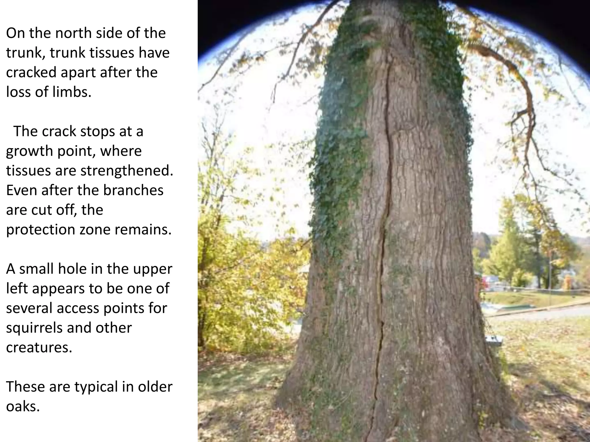 On the north side of the
trunk, trunk tissues have
cracked apart after the
loss of limbs.
The crack stops at a
growth point, where
tissues are strengthened.
Even after the branches
are cut off, the
protection zone remains.
A small hole in the upper
left appears to be one of
several access points for
squirrels and other
creatures.
These are typical in older
oaks.
 