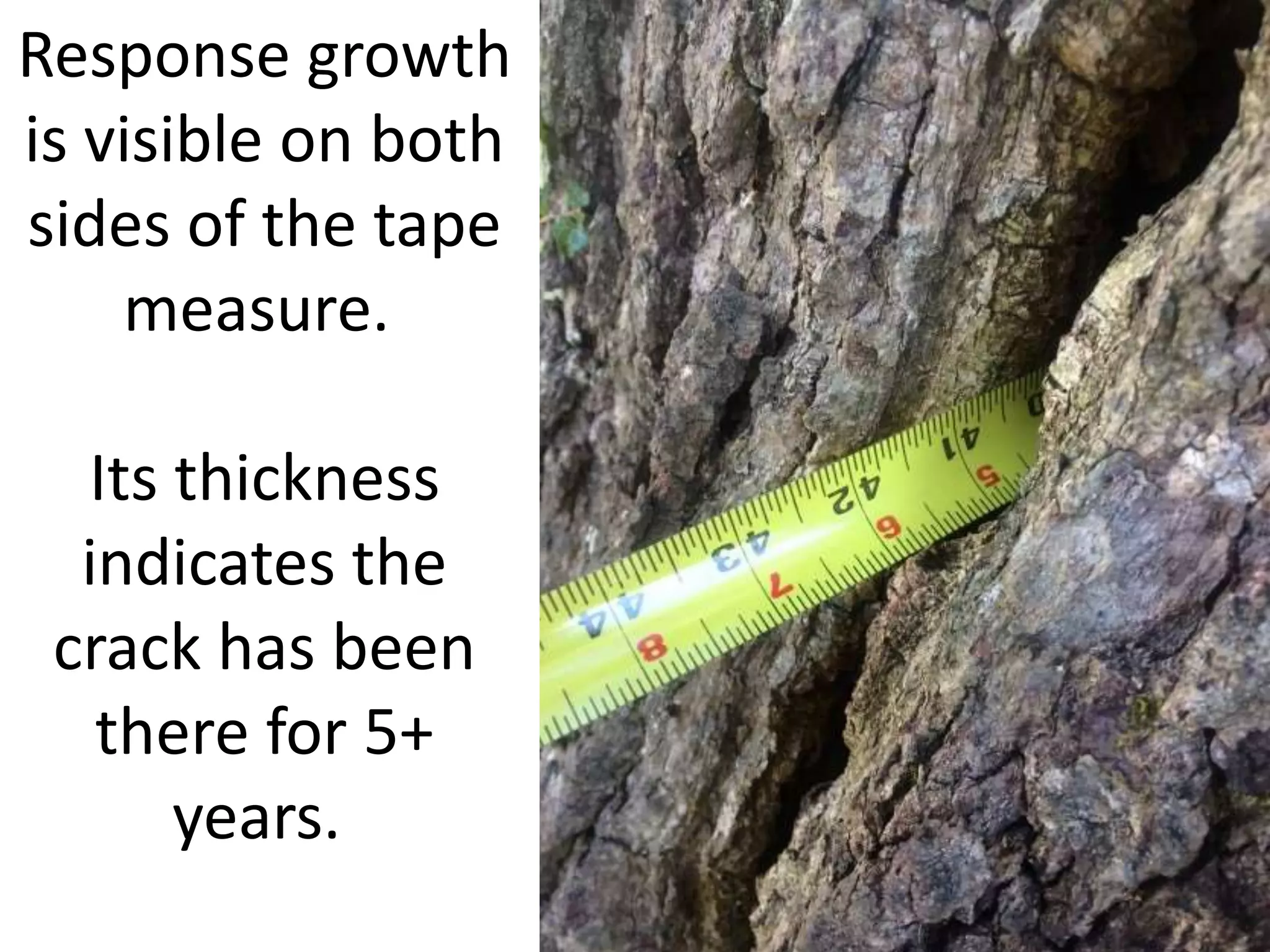 Response growth
is visible on both
sides of the tape
measure.
Its thickness
indicates the
crack has been
there for 5+
years.
 