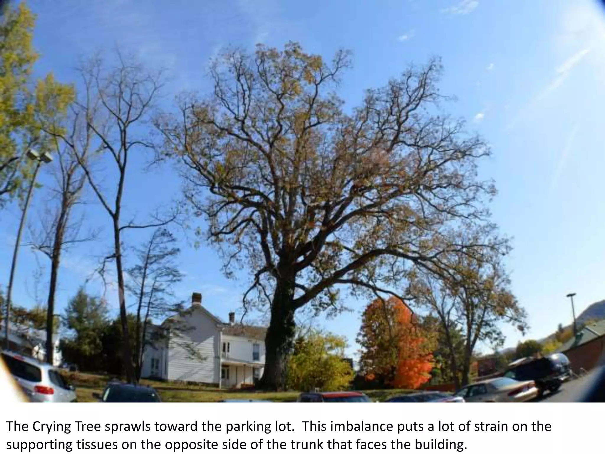 The Crying Tree sprawls toward the parking lot. This imbalance puts a lot of strain on the
supporting tissues on the opposite side of the trunk that faces the building.
 