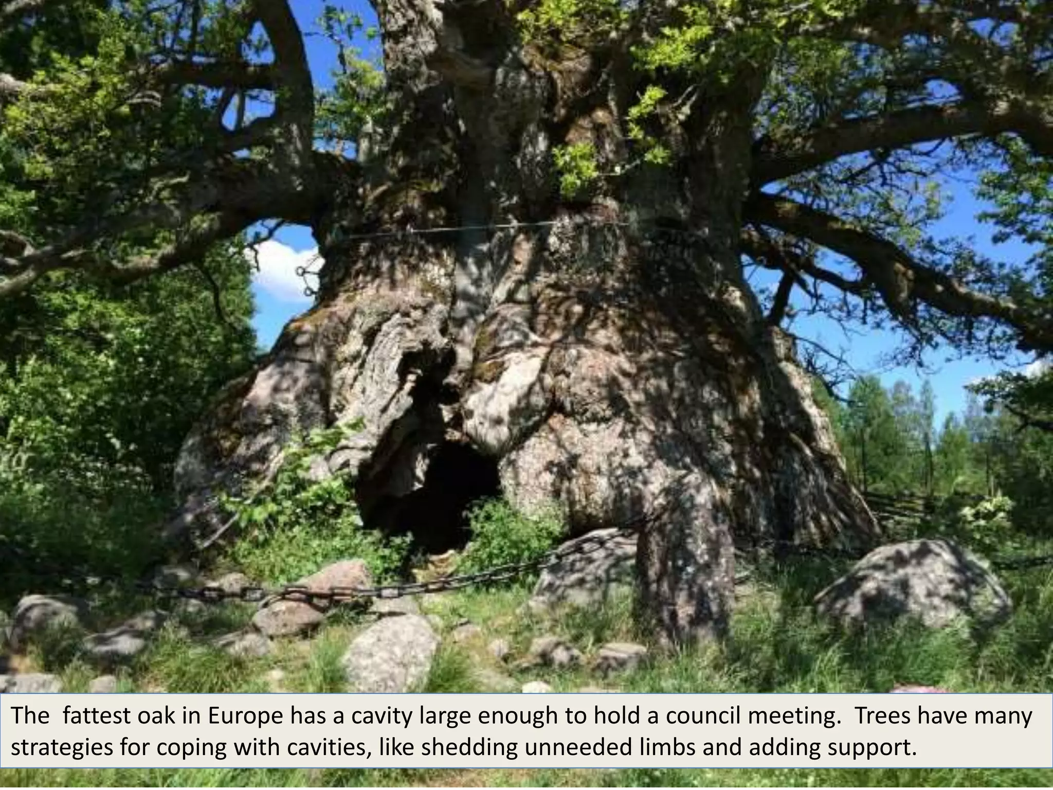 The fattest oak in Europe has a cavity large enough to hold a council meeting. Trees have many
strategies for coping with cavities, like shedding unneeded limbs and adding support.
 