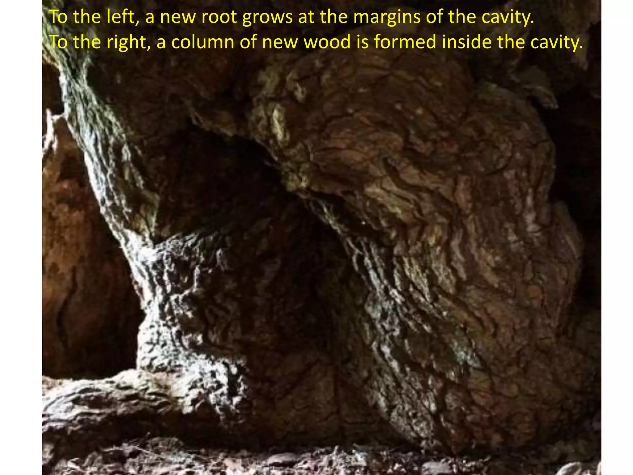 To the left, a new root grows at the margins of the cavity.
To the right, a column of new wood is formed inside the cavity.
 