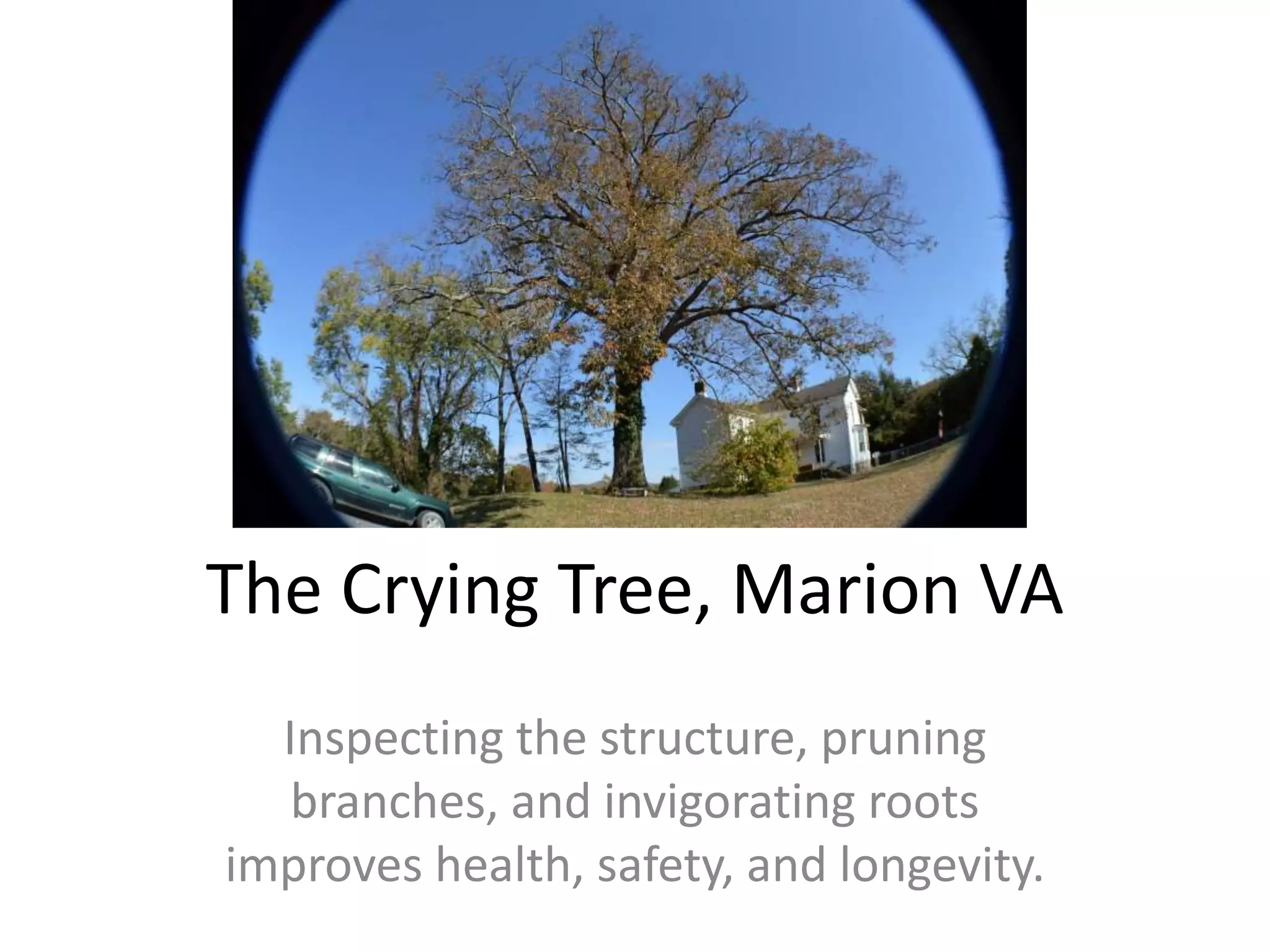 The Crying Tree, Marion VA
Inspecting the structure, pruning
branches, and invigorating roots
improves health, safety, and longevity.
 