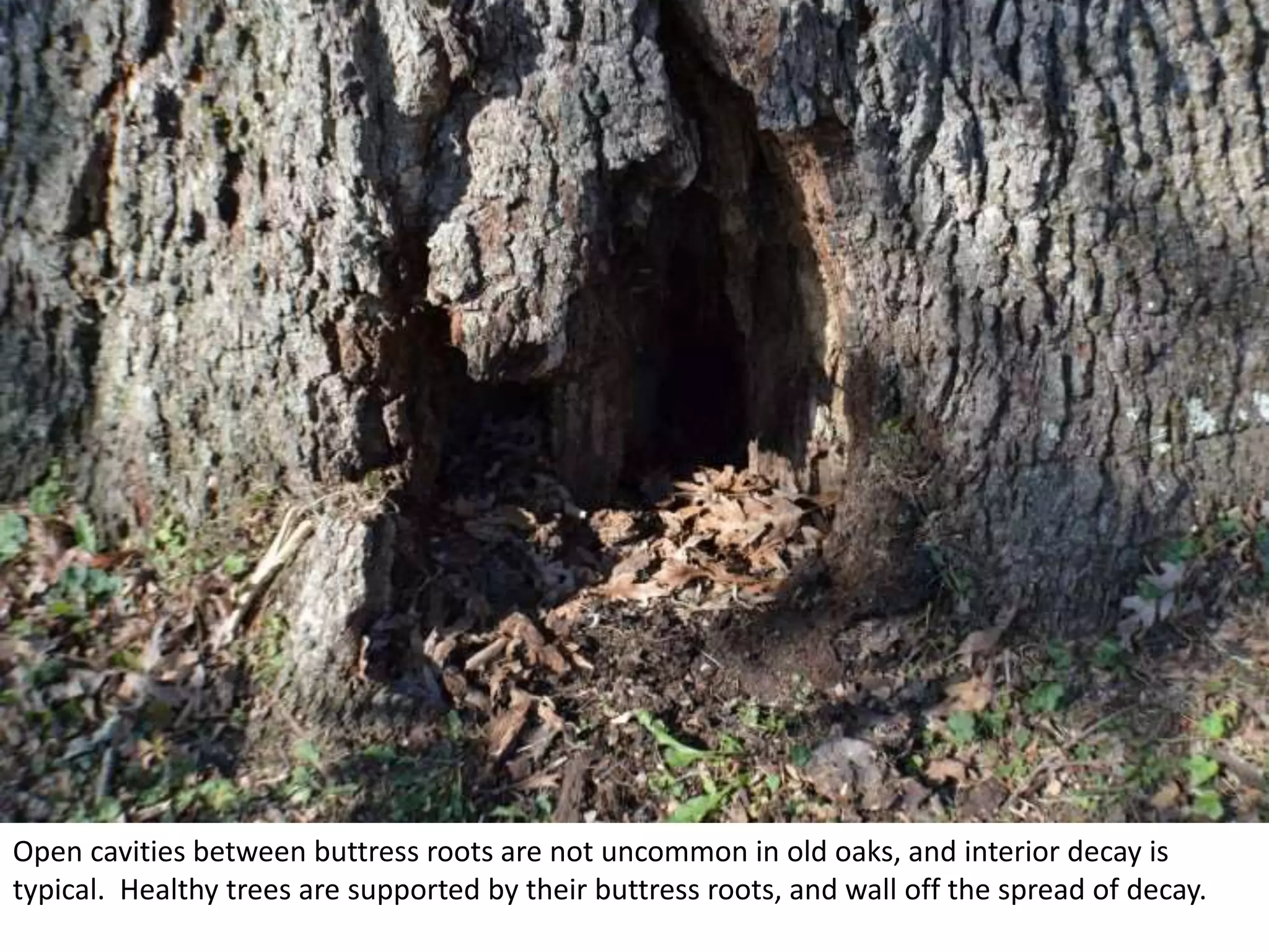Open cavities between buttress roots are not uncommon in old oaks, and interior decay is
typical. Healthy trees are supported by their buttress roots, and wall off the spread of decay.
 