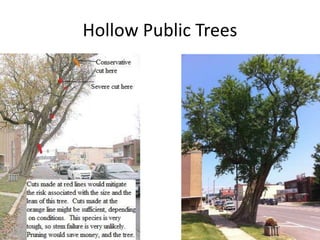 Hollow Public Trees
 