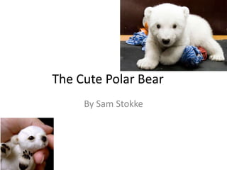 The Cute Polar Bear
     By Sam Stokke
 