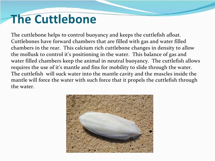 The cuttlefish