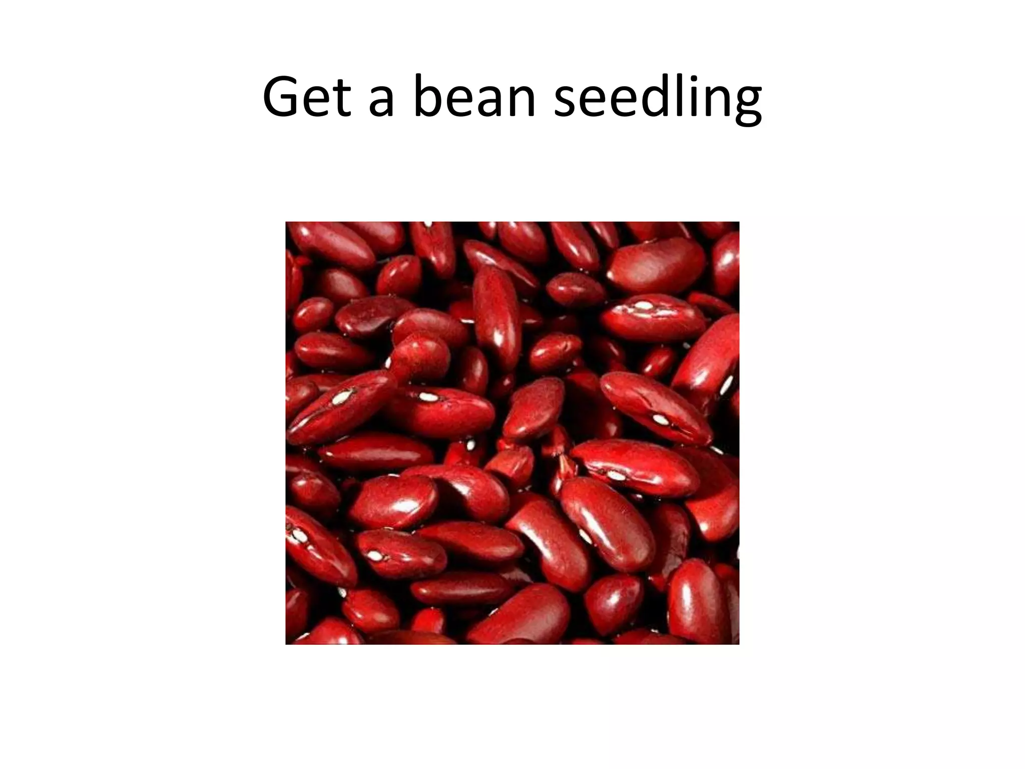 The cycle of Bean growth