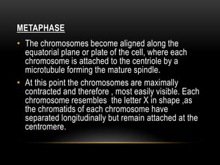 METAPHASE
• The chromosomes become aligned along the
equatorial plane or plate of the cell, where each
chromosome is attached to the centriole by a
microtubule forming the mature spindle.
• At this point the chromosomes are maximally
contracted and therefore , most easily visible. Each
chromosome resembles the letter X in shape ,as
the chromatids of each chromosome have
separated longitudinally but remain attached at the
centromere.
 