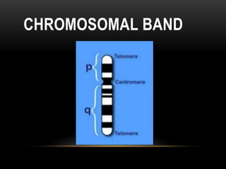 CHROMOSOMAL BAND
 