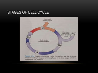 STAGES OF CELL CYCLE
 