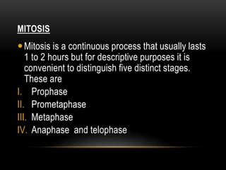 MITOSIS
Mitosis is a continuous process that usually lasts
1 to 2 hours but for descriptive purposes it is
convenient to distinguish five distinct stages.
These are
I. Prophase
II. Prometaphase
III. Metaphase
IV. Anaphase and telophase
 