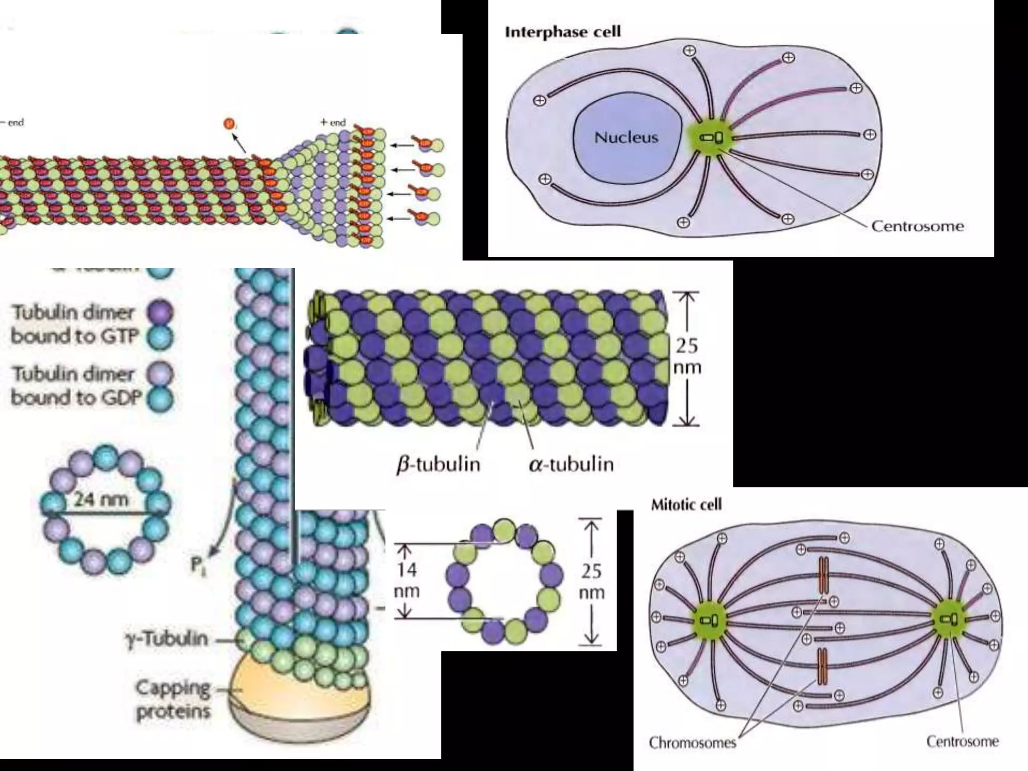The Cytoskeleton- An overview | PPTX