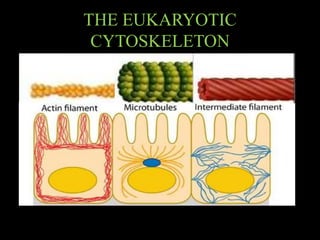 THE EUKARYOTIC 
CYTOSKELETON 
 