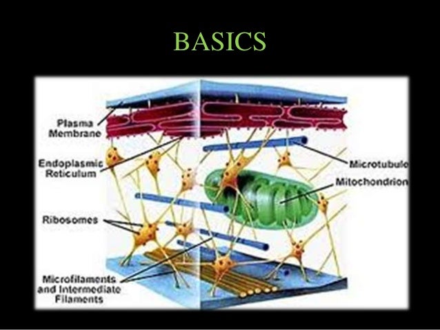 The Cytoskeleton- An overview