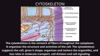 The Cytoskeleton_Parts of the Cell_Biology.pptx