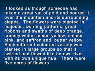 It looked as though someone hadIt looked as though someone had
taken a great vat of gold and poured ittaken a great vat of gold and poured it
over the mountain and its surroundingover the mountain and its surrounding
slopes. The flowers were planted inslopes. The flowers were planted in
majestic, swirling patterns, greatmajestic, swirling patterns, great
ribbons and swaths of deep orange,ribbons and swaths of deep orange,
creamy white, lemon yellow, salmoncreamy white, lemon yellow, salmon
pink, and saffron and  butter yellow.pink, and saffron and  butter yellow.
Each different coloured variety wasEach different coloured variety was
planted in large groups so that itplanted in large groups so that it
swirled and flowed like its own riverswirled and flowed like its own river
with its own unique hue. There werewith its own unique hue. There were
five acres of flowers.five acres of flowers.
 