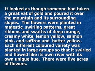 It looked as though someone had taken a great vat of gold and poured it over the mountain and its surrounding slopes.  The flowers were planted in majestic, swirling patterns, great ribbons and swaths of deep orange, creamy white, lemon yellow, salmon pink, and saffron and  butter yellow. Each different coloured variety was planted in large groups so that it swirled and flowed like its own river with its own unique hue.  There were five acres of flowers.   