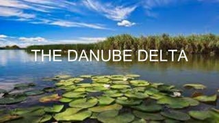 THE DANUBE DELTA
 