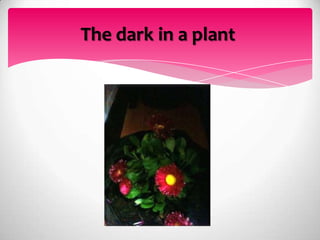 The dark in a plant

 