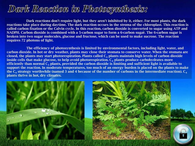 The dark reaction of photosynthesis in plants | PPTX | Chemistry | Science