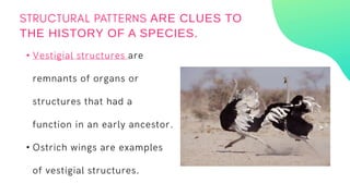 •
•
ARE CLUES TO
THE HISTORY OF A SPECIES.
 