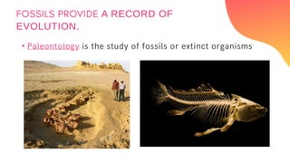 •
A RECORD OF
EVOLUTION.
 