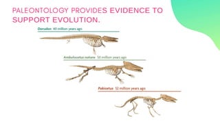S EVIDENCE TO
SUPPORT EVOLUTION.
 