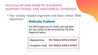 •
CULAR AND GENETIC EVIDENCE
SUPPORT FOSSIL AND ANATOMICAL EVIDENCE.
 