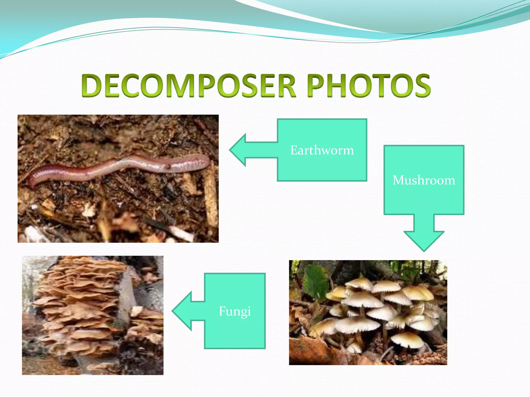 Earthworm

                    Mushroom




Fungi
 