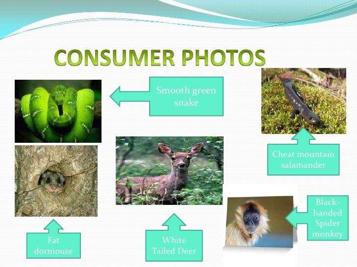 An Organism That Can Make Its Own Food Is A An Organism That Can Make Its Own Food Is A