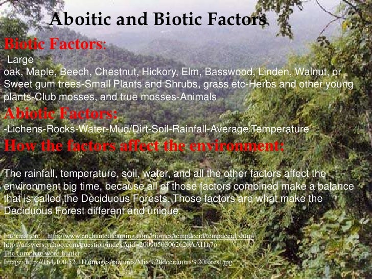 The Deciduous Forest