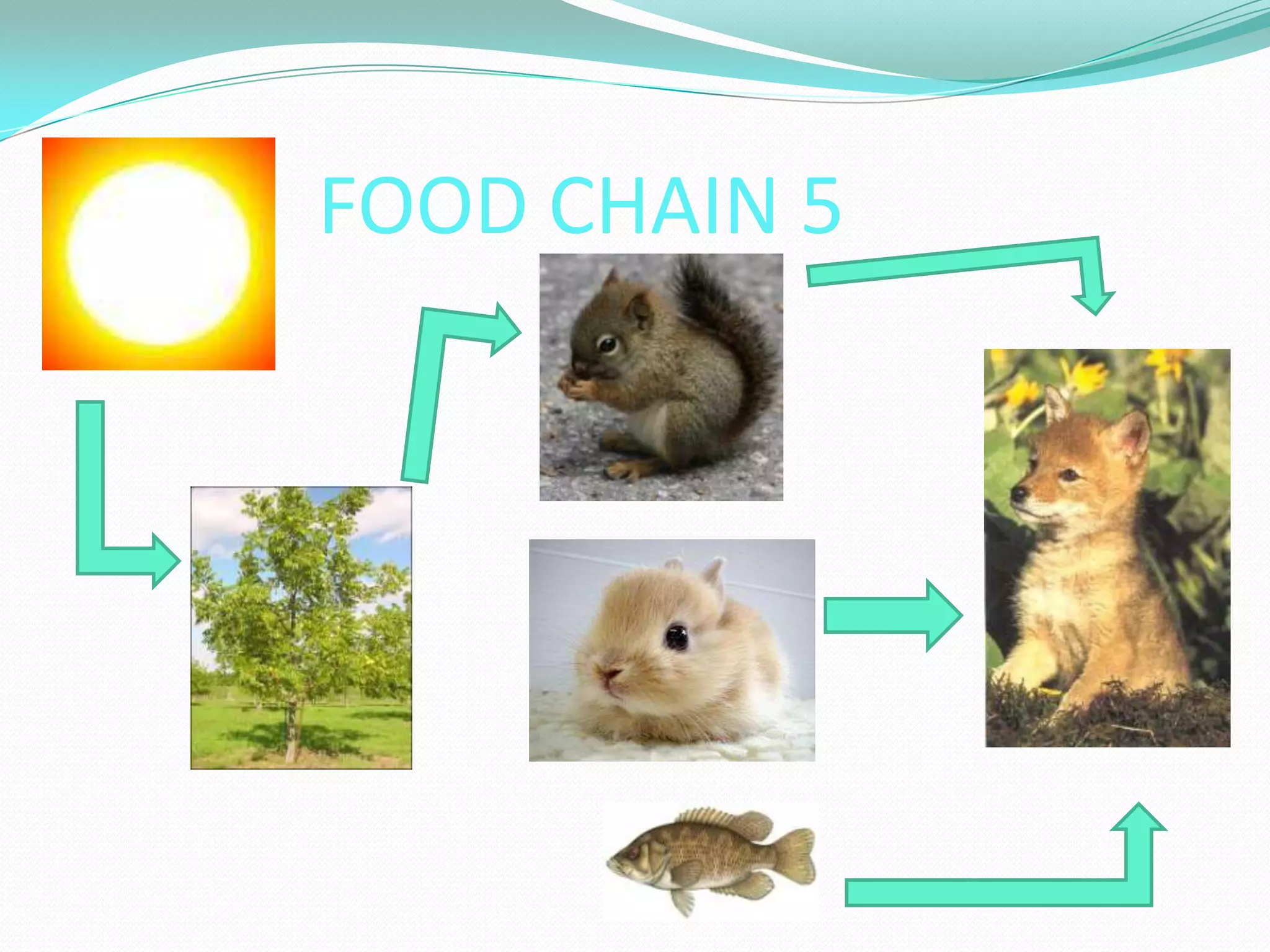 FOOD CHAIN 5
 