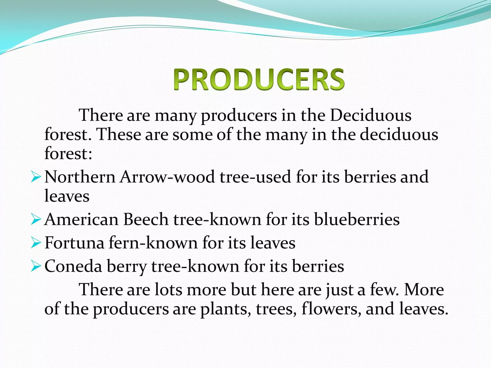 There are many producers in the Deciduous
  forest. These are some of the many in the deciduous
  forest:
 Northern Arrow-wood tree-used for its berries and
  leaves
 American Beech tree-known for its blueberries
 Fortuna fern-known for its leaves
 Coneda berry tree-known for its berries
       There are lots more but here are just a few. More
  of the producers are plants, trees, flowers, and leaves.
 
