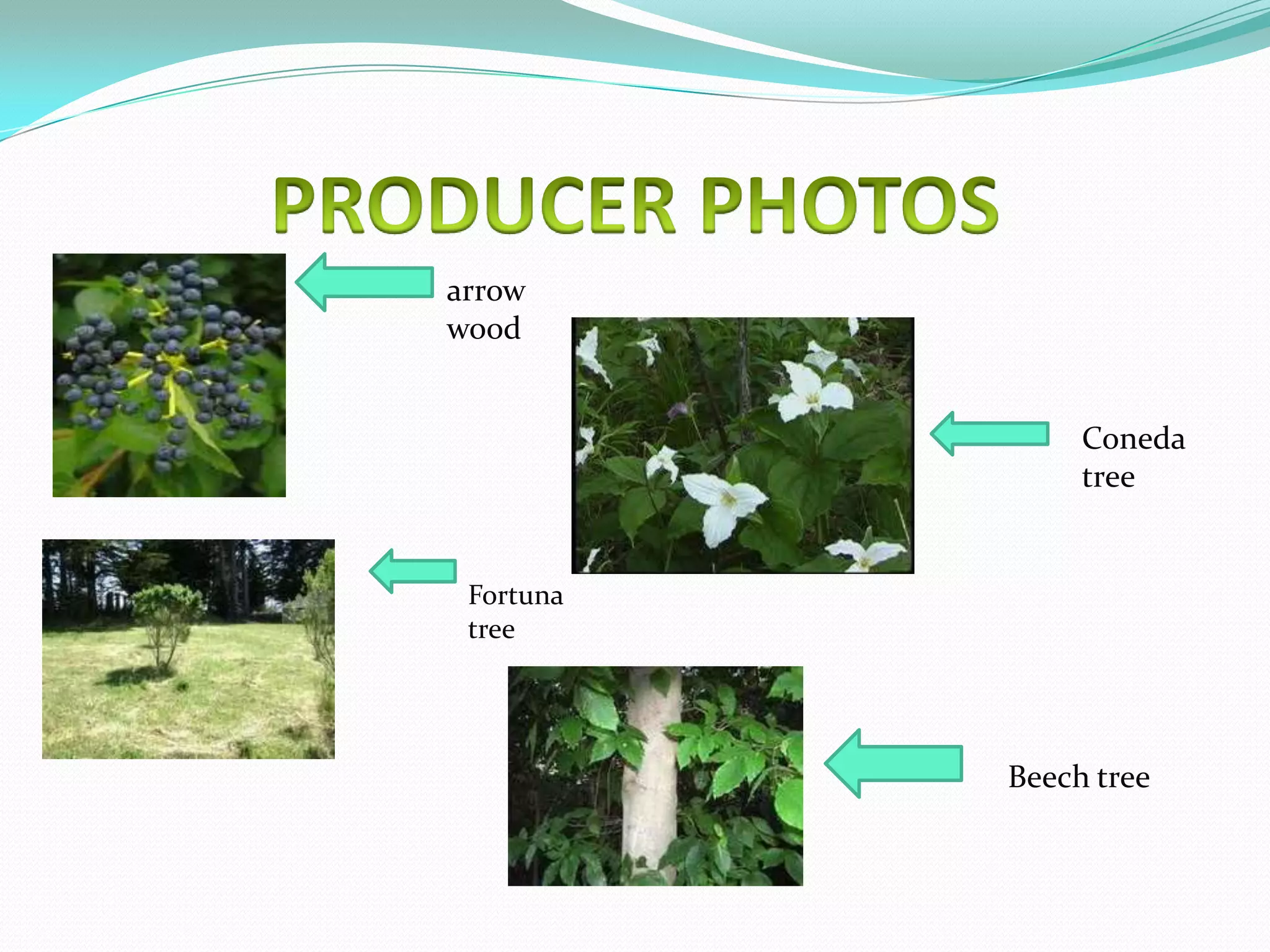 arrow
wood


                Coneda
                tree


 Fortuna
 tree




           Beech tree
 