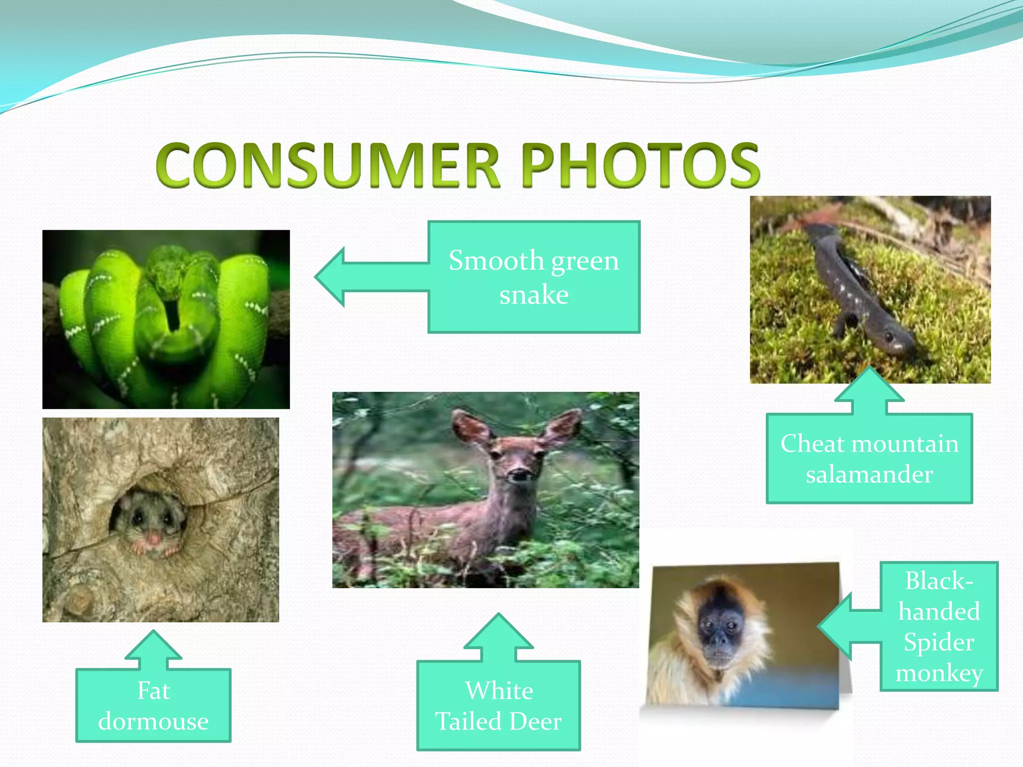 Smooth green
               snake




                           Cheat mountain
                             salamander



                                   Black-
                                   handed
                                   Spider
                                   monkey
   Fat       White
dormouse   Tailed Deer
 