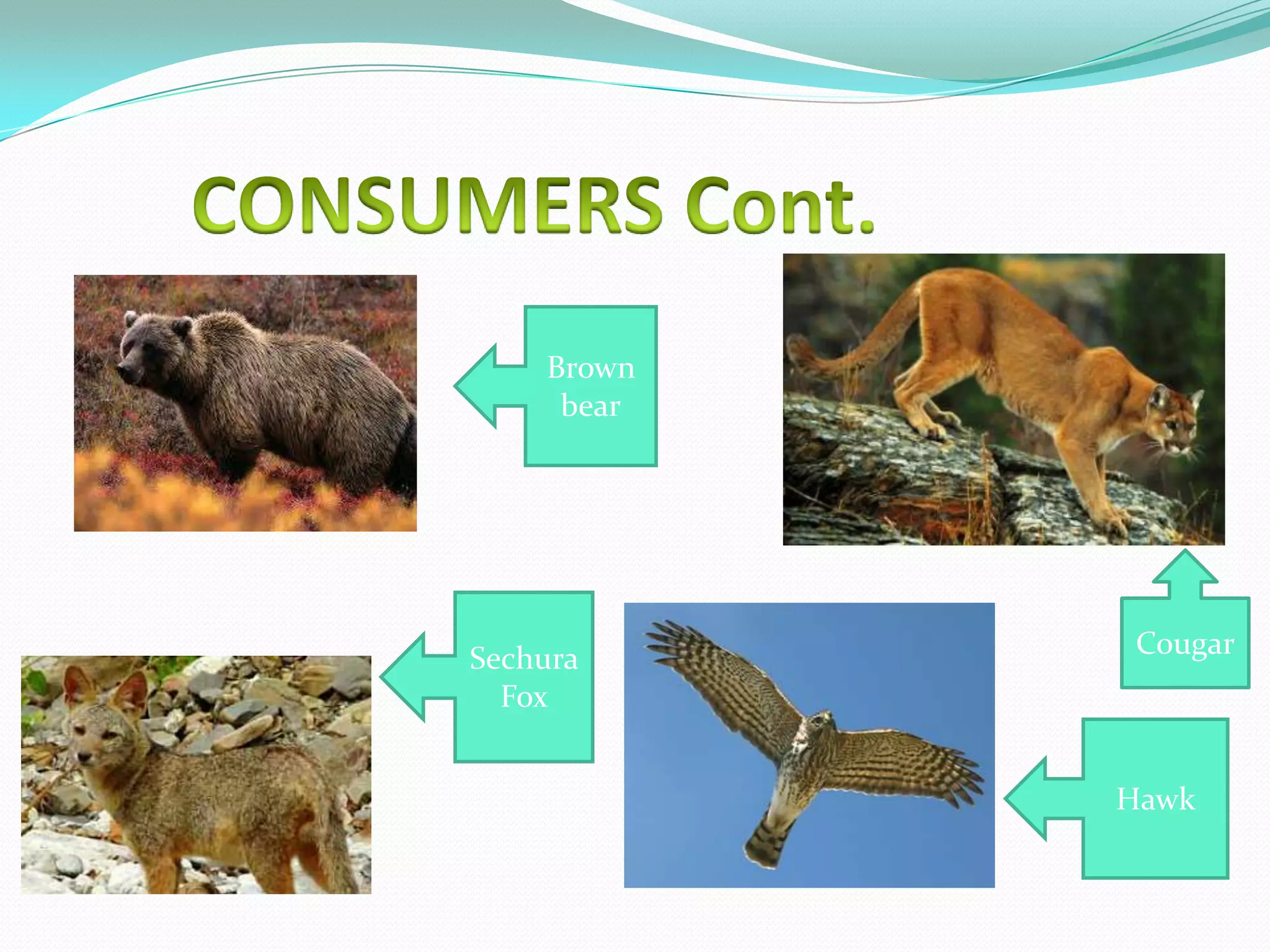 Brown
     bear




Sechura      Cougar
  Fox


            Hawk
 