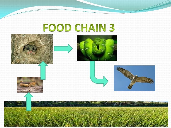 The deciduous forest project