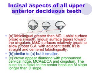 07. The Deciduous Teeth - Dentition | PPT